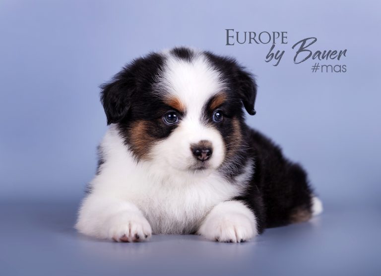 Europe by Bauer ~ ЕВА
