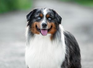 AVIOR by Bauer ~ ТАШ, Мини-американская овчарка, фото 24 — питомник by Bauer