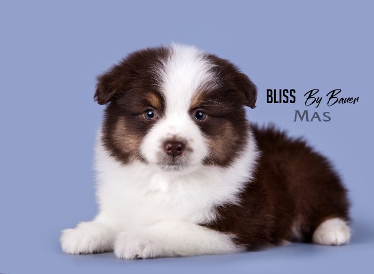 Bliss by Bauer ~