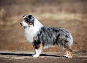 Wise by Bauer ~ ВАЙС, Мини-американская овчарка, фото 13 — питомник by Bauer