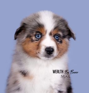 Wealth by Bauer ~ ВЕЛСИ, Мини-американская овчарка, фото 20 — питомник by Bauer