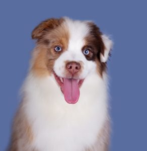 Bis by Bauer ~ БИСКВИТ, Мини-американская овчарка, фото 18 — питомник by Bauer