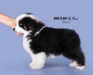 Born to Win by Bauer ~ БЬЁРН, Мини-американская овчарка, фото 31 — питомник by Bauer