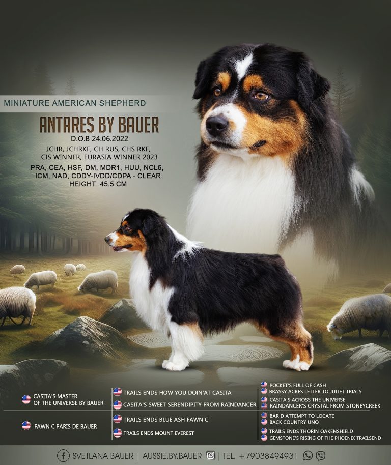 Папа — Antares by Bauer ~ ТОХА
