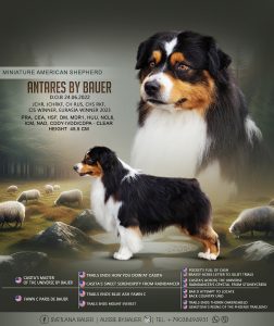 Antares by Bauer ~ ТОХА, Мини-американская овчарка, фото 26 — питомник by Bauer