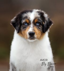 AVIOR by Bauer ~ ТАШ, Мини-американская овчарка, фото 45 — питомник by Bauer