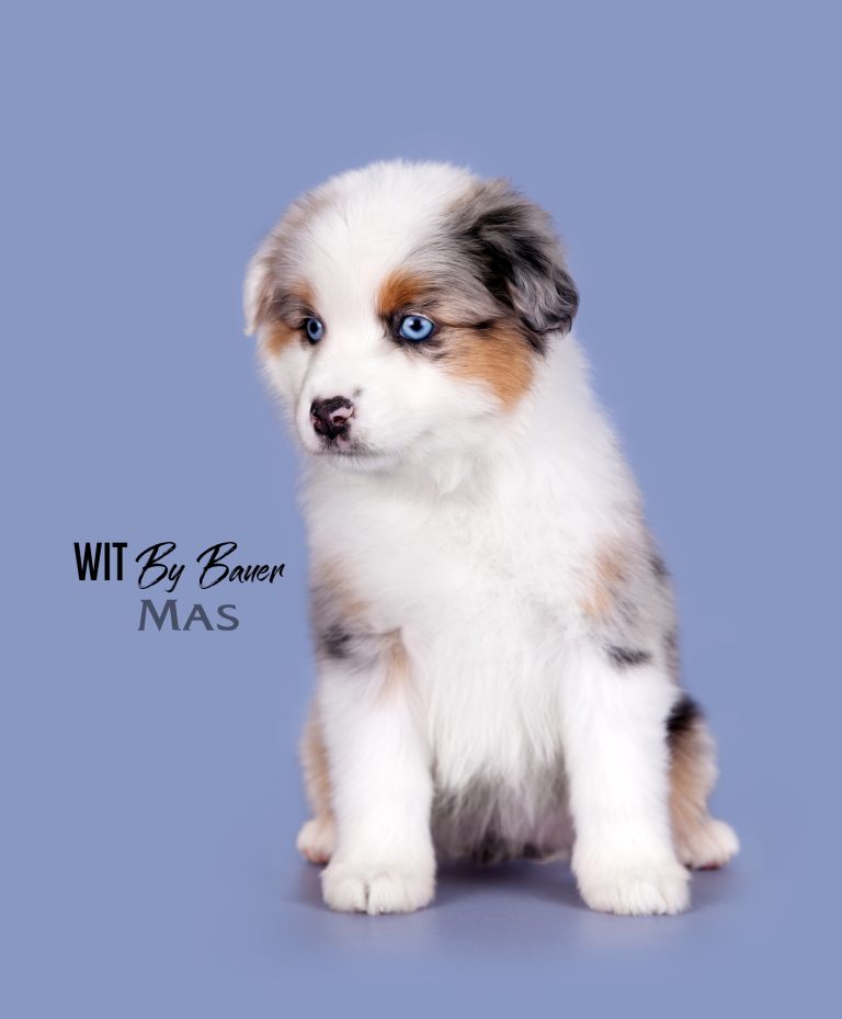 Wit by Bauer