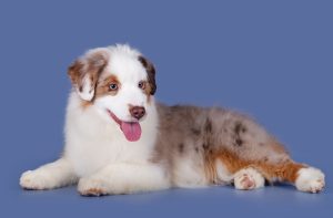 Benefits by Bauer ~ БЕНЯ, Мини-американская овчарка, фото 15 — питомник by Bauer