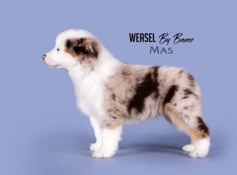 Weasel by Bauer ~ ШАНЯ