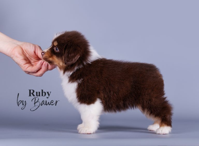 Ruby by Bauer