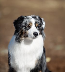 Wise by Bauer ~ ВАЙС, Мини-американская овчарка, фото 15 — питомник by Bauer