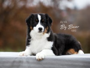 Alya by Bauer ~ МАСЯ, Мини-американская овчарка, фото 7 — питомник by Bauer