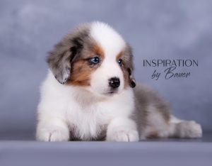Inspiration by Bauer ~ КИВИ, Мини-американская овчарка, фото 13 — питомник by Bauer