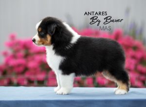 Antares by Bauer ~ ТОХА, Мини-американская овчарка, фото 23 — питомник by Bauer