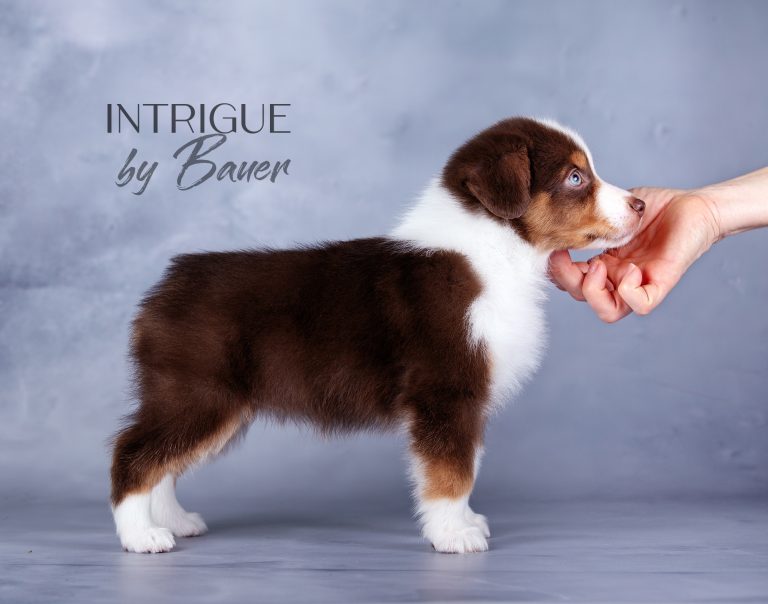 Intrigue by Bauer ~
