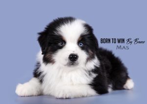 Born to Win by Bauer ~ БЬЁРН, Мини-американская овчарка, фото 32 — питомник by Bauer