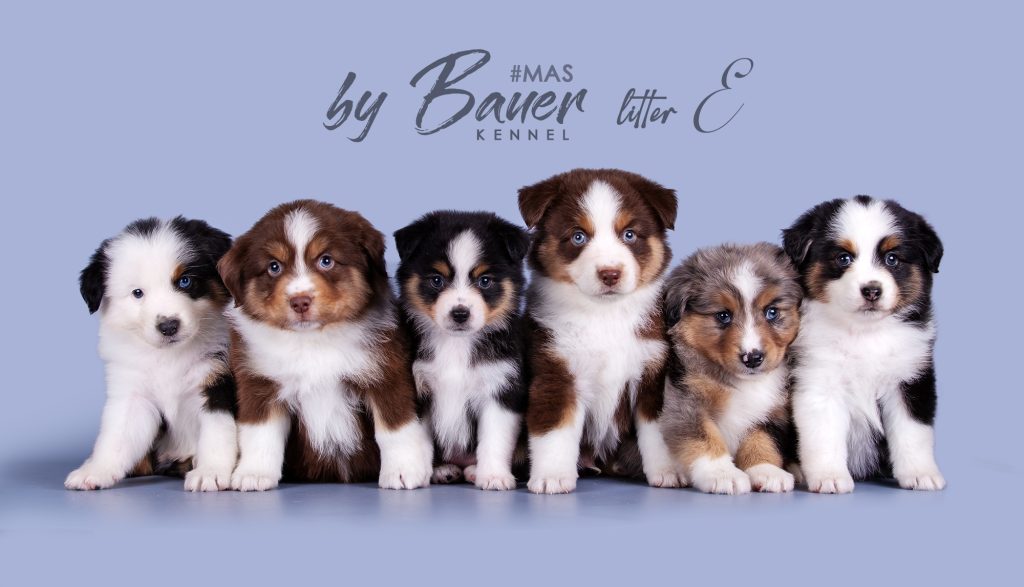 Питомник by Bauer — наши питомцы