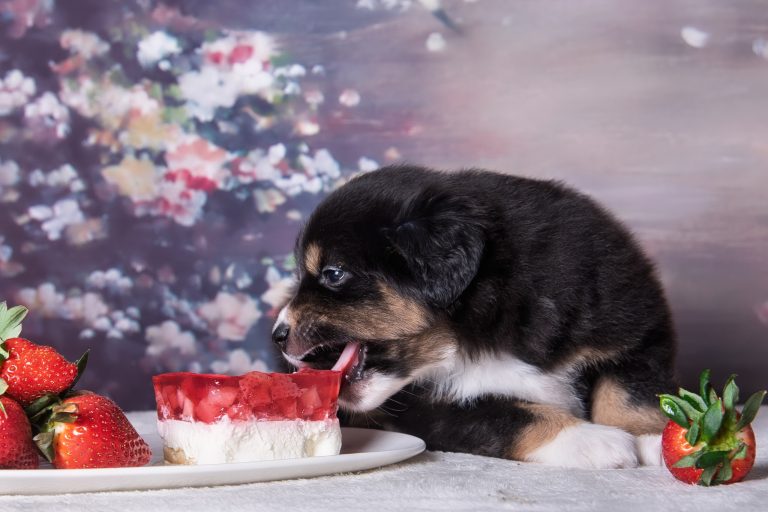 Panna Cota by Bauer ~