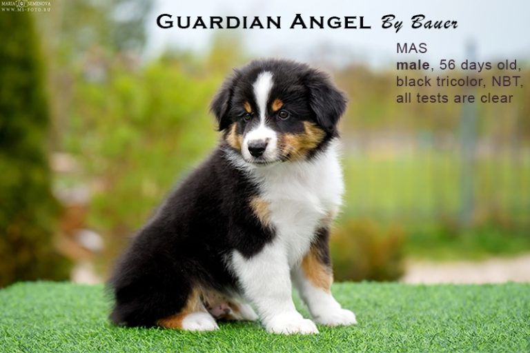 Guardin Angel by Bauer