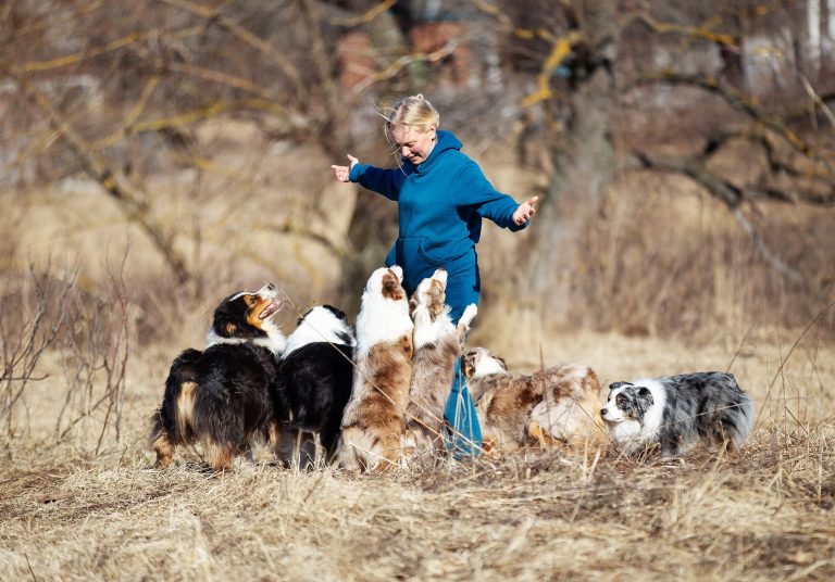 Кобель голубой мерль