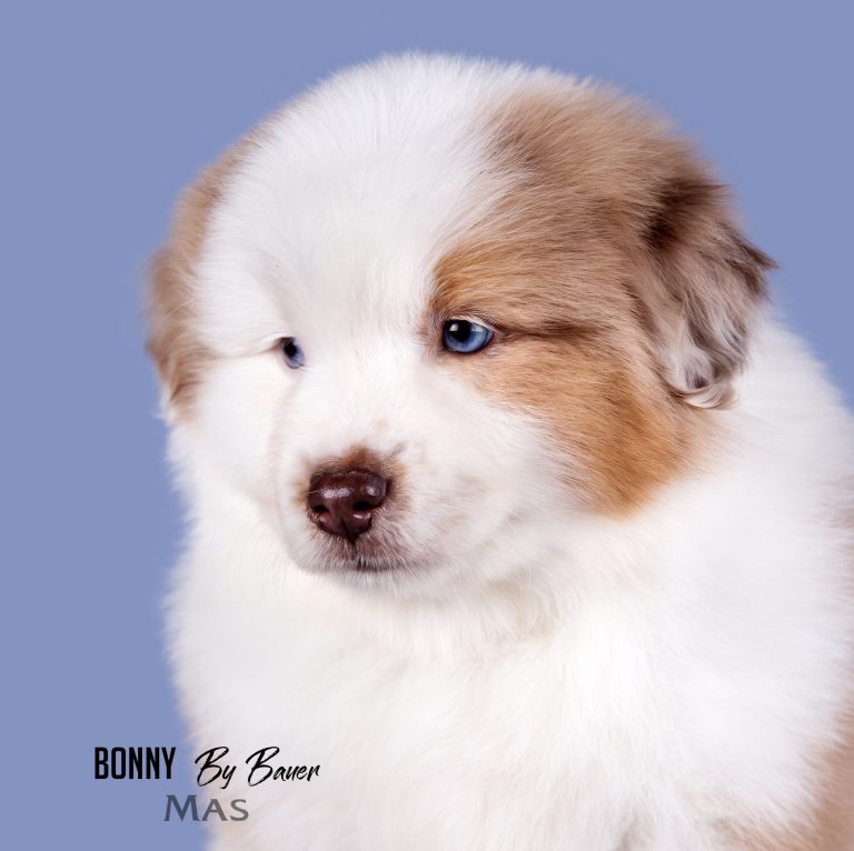 Bonny by Bauer ~