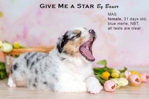 Give me a Star by Bauer (НБТ) ~ ЛЕЯ, Мини-американская овчарка, фото 14 — питомник by Bauer