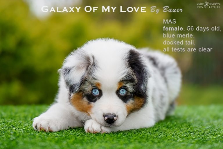 Galaxy of My Love by Bauer