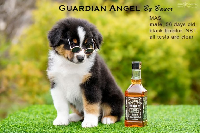 Guardin Angel by Bauer