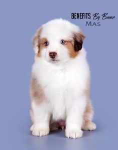 Benefits by Bauer ~ БЕНЯ, Мини-американская овчарка, фото 19 — питомник by Bauer