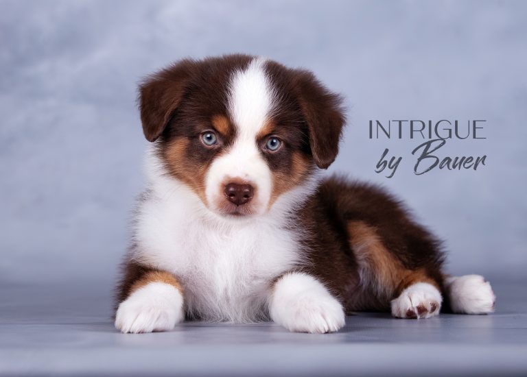 Intrigue by Bauer ~