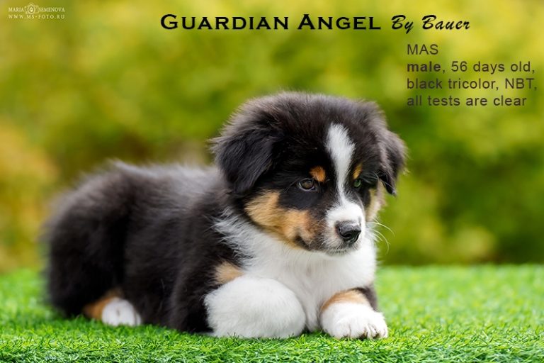 Guardin Angel by Bauer
