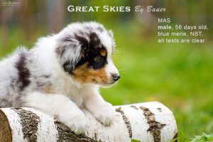 Great Skies by Bauer (НБТ) ~ ПОНЧИК, Мини-американская овчарка, фото 17 — питомник by Bauer
