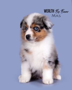 Wealth by Bauer ~ ВЕЛСИ, Мини-американская овчарка, фото 18 — питомник by Bauer