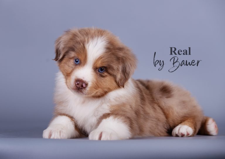 Real by Bauer