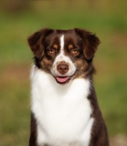 Worthy by Bauer ~ АЙСА, Мини-американская овчарка, фото 16 — питомник by Bauer