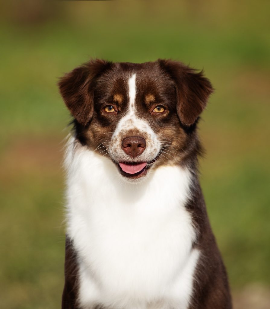 Worthy by Bauer ~ АЙСА