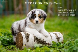 Great Skies by Bauer (НБТ) ~ ПОНЧИК, Мини-американская овчарка, фото 16 — питомник by Bauer