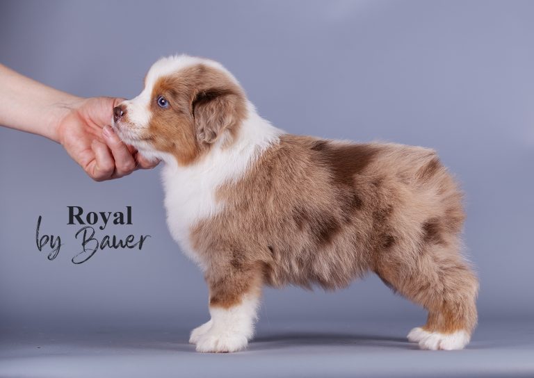 Royal by Bauer