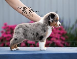 Alresha by Bauer ~ ТАЙРА, Мини-американская овчарка, фото 2 — питомник by Bauer