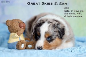 Great Skies by Bauer (НБТ) ~ ПОНЧИК, Мини-американская овчарка, фото 15 — питомник by Bauer