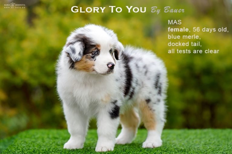 Glory to You by Bauer