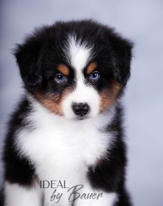 Ideal by Bauer ~ДИЛ, Мини-американская овчарка, фото 5 — питомник by Bauer