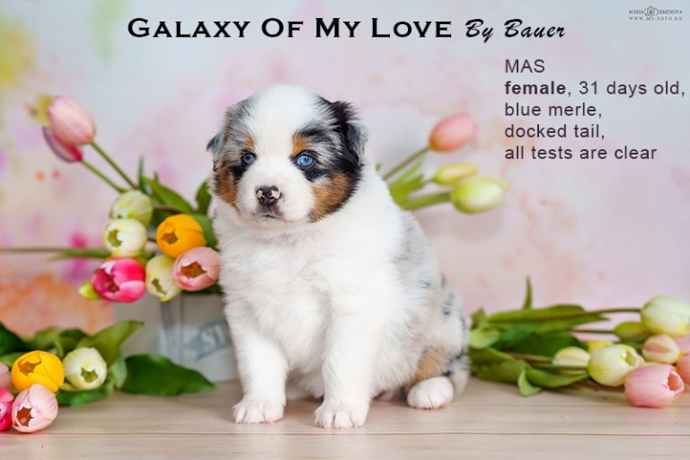 Galaxy of My Love by Bauer
