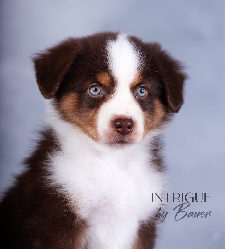 Intrigue by Bauer ~
