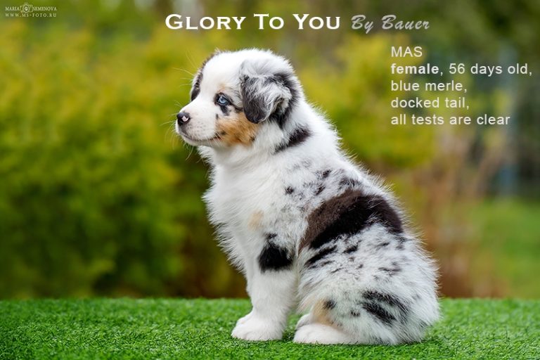 Glory to You by Bauer