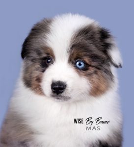 Wise by Bauer ~ ВАЙС, Мини-американская овчарка, фото 7 — питомник by Bauer