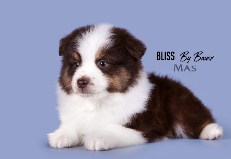 Bliss by Bauer ~