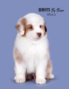 Benefits by Bauer ~ БЕНЯ, Мини-американская овчарка, фото 18 — питомник by Bauer