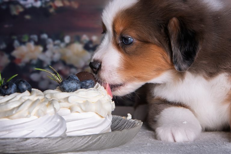 Pavlova by Bauer ~