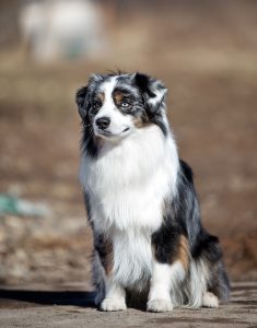 Wise by Bauer ~ ВАЙС, Мини-американская овчарка, фото 9 — питомник by Bauer